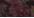 Dark Plum