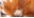 Partridge Brown