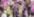 Purple Multi