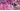 Magenta Fuchsia