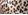 Animal Print