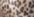 Animal Print