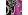 FUCHSIA MULTI