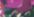 Cerise