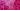 Beet Root Purple